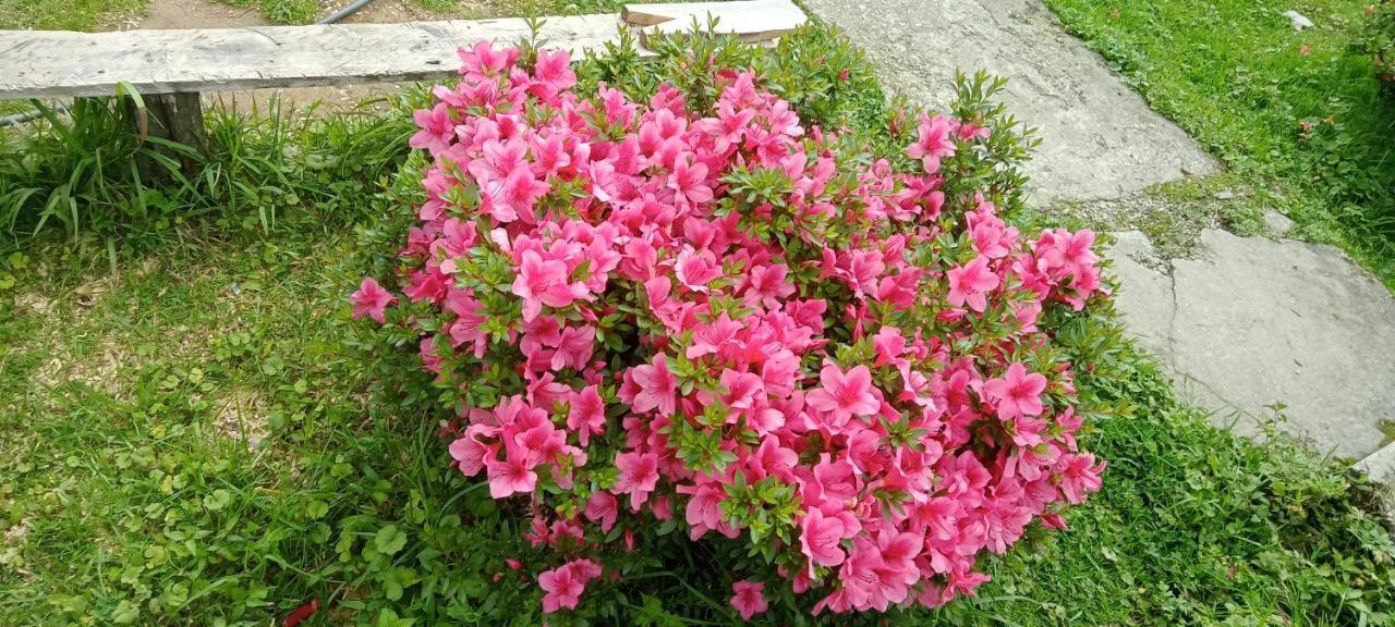 Greenery Homestay Darjeeling  Quarto foto